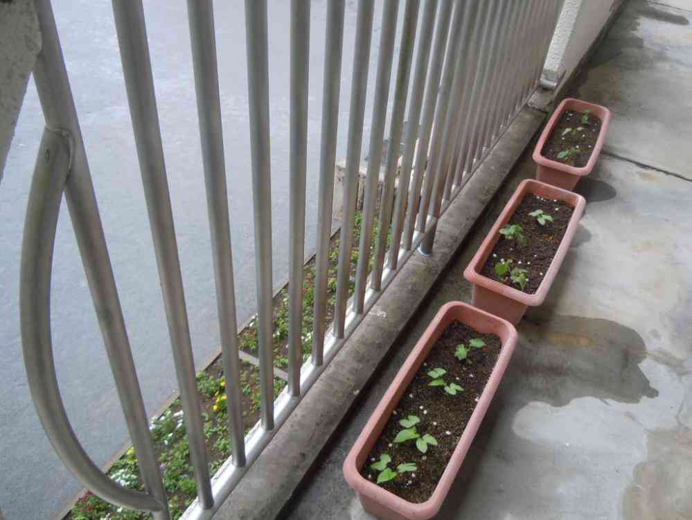 DSCN4965