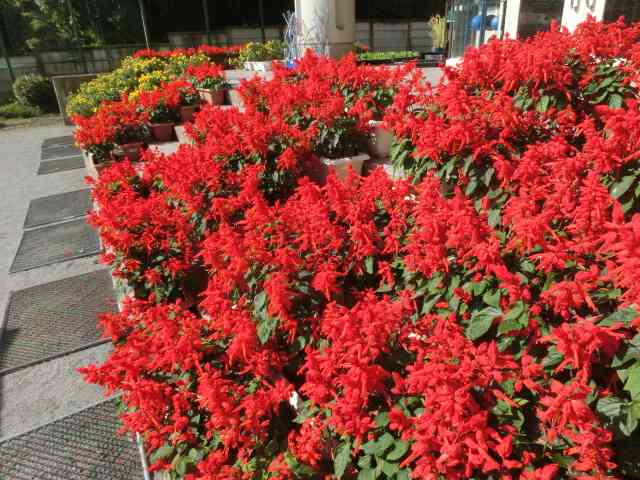 kyusyoku251030　３